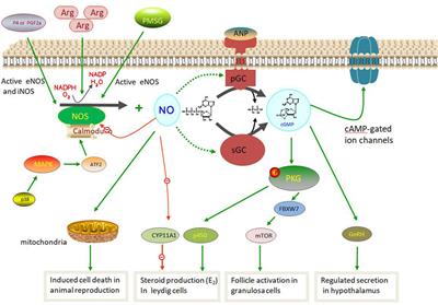 Nitric oxide synthase and its function in animal reproduction: an update